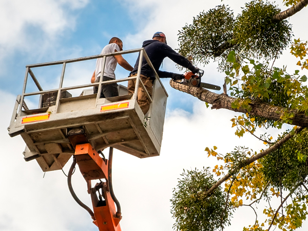 Tree surgeon